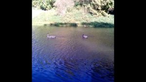 Прогулка перед отъездом с детьми, серые лебеди...