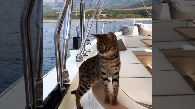 Саванна ф1 Клео питомник SoulCats 
