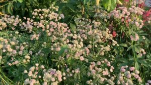 Совсем не странная астранция