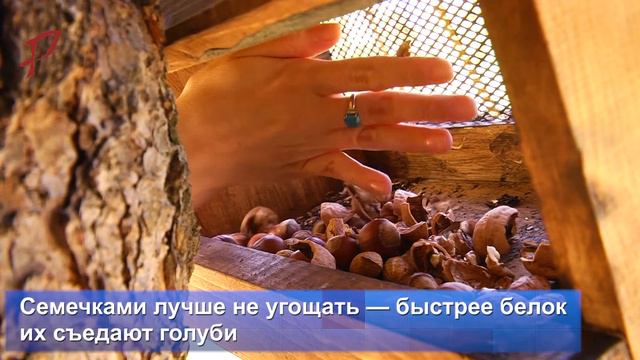 Месяц после новоселья — как прижились белки в Волжском парке смотреть онлайн