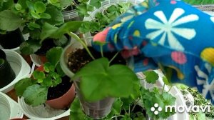 Подкормка черенков пеларгонии для хорошей корневой системы.