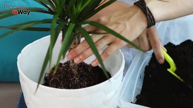 Удобрение Из БАНАНОВОЙ КОЖУРЫ Для Комнатных Растений, 5 Рецептов, Достоинства И Недостатки!