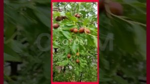 Зизифус сорт 'Коктебель'