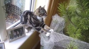 Christmas cats compilation