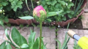 Как бороться с тлей, муравьями и слизнями
