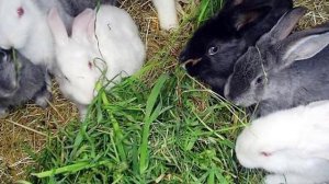 Можно ли давать кроликам люпин