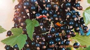Смородина черная Фортуна (ribes nigrum fortuna) ? обзор: как сажать, саженцы смородины Фортуна