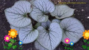 Бруннера крупнолистная Джек Фрост. Краткий обзор, описание brunnera macrophylla Jack Frost