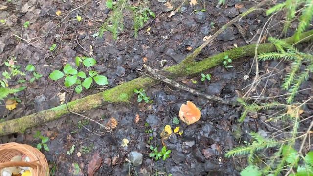 За ГРИБАМИ в соседний район. Грибы в августе смотреть онлайн