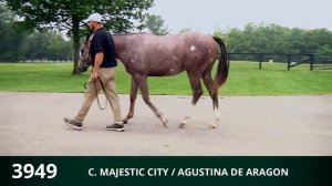 Hip #3949/Colt by Majestic City - Agustina de Aragon