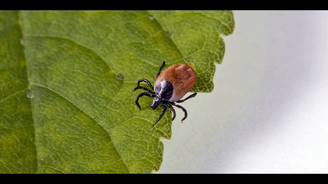 Как клещи выбирают себе жертву? смотреть онлайн