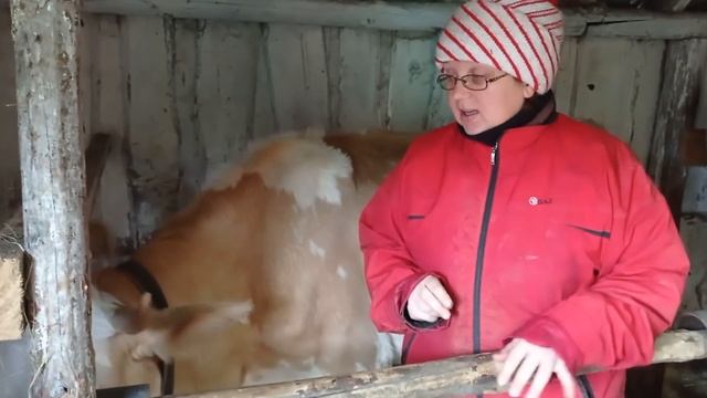 Соню на мясо, закрываем тему.  #деревнянапозитиве#буднивдеревне #корова