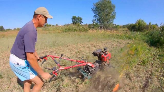 ЗАДЕЛКА СИДЕРАТОВ сразу под фрезу мотоблока смотреть онлайн