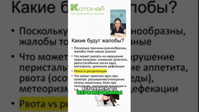 Как распознать атонию желудка у животных | Признаки и симптомы