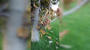 Вертициллез (Verticillium) клёна.