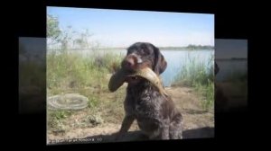 Собаки породы Дратхаар!