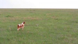 Эпаньол бретон   работа по перепелу