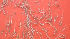 БРИЗА и ЛАГУРУС. Как получить семена.