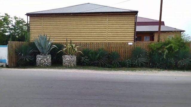 Бамбуковая роща в Абхазии смотреть онлайн