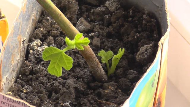 6 часов из жизни инжира смотреть онлайн