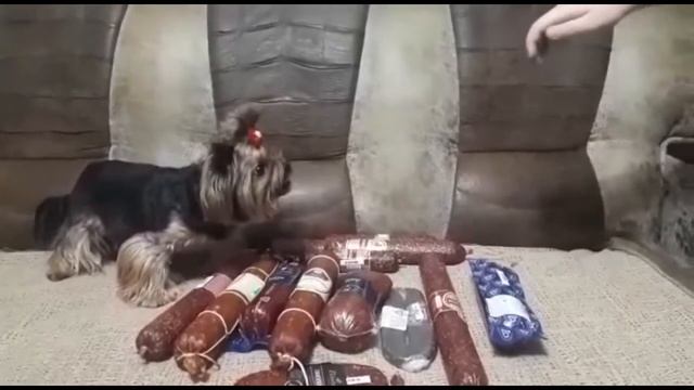 Ну очень злая собака! смотреть онлайн