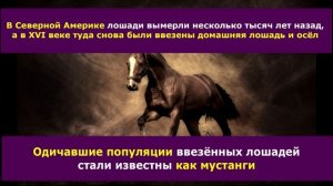 7 фактов про лошадей