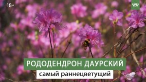 Самые красивоцветущие кустарники. Рододендрон даурский.