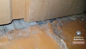 Квартира через 3 недели после обработки от тараканов