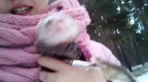 Влог/гуляю с хорьком/