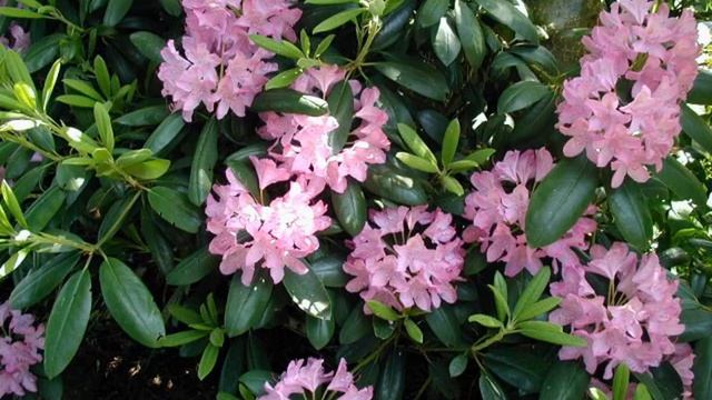 Fothergilla смотреть онлайн