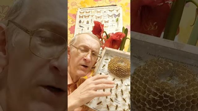 Энтомологи Всех Стран, Объединяйтесь! Какие Ваши Вопросы?