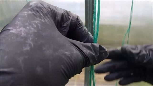 Пасынкование томатов в теплице. Подвязка томатов.