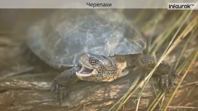 Видеоурок Многообразие пресмыкающихся