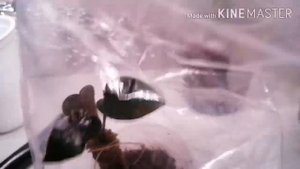 Как нарастить корни антуриуму с нуля.
