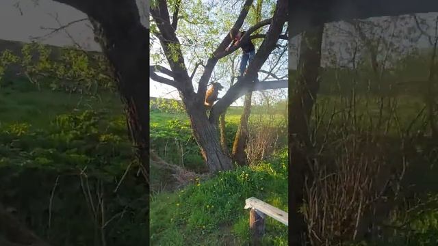 Малинуа лазеет по дереву с ребенком. #малинуа #бельгийскаяовчарка