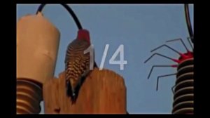 Птичка испарилась от удара током. The bird vanished from electric shock.