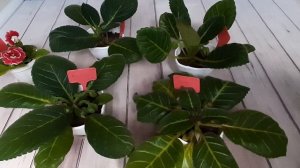 Почему глоксинии вытягиваются?