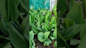 Сажаем ландыши в саду. Planting of lily of the valley in the garden.?Посадка ландышей весной.