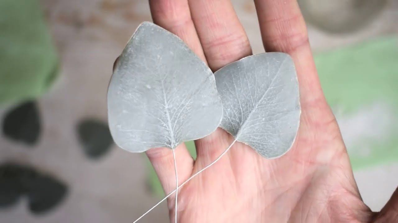 Эвкалипт цинерея смотреть онлайн