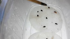 Семена ели голубой проклюнулись. Посадка.