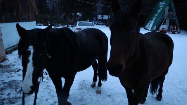 На заброшенной базе в горах живут ручные лошади и кролик.Mountain's horses and rabbit смотреть онлайн