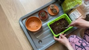 Кактусы и суккуленты. Сажаю детки кактусов. Замешиваю грунт для кактусов и суккулентов