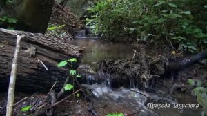 Лесной Ручей в Горах с Журчанием Воды и Звуками Природы | Видео для Релаксации
