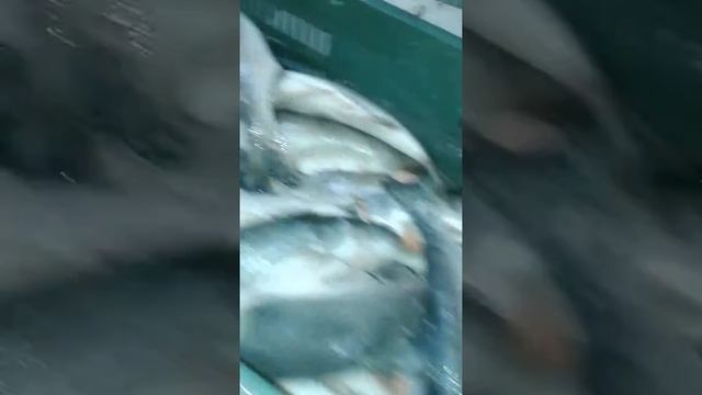 Рыба Гарбуша на фели смотреть онлайн