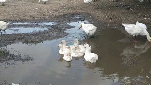 Гуси мамуты гусята