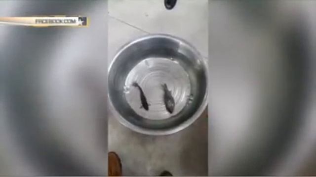 В одном из магазинов Китая ожила замороженная рыба смотреть онлайн