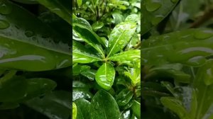 Медитация 1