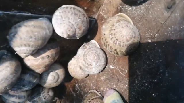 Погибнет или всё ОК? / Первые 0 градусов для улитки на поле / Беларусь Ферма улиток Снэйлсэко смотреть онлайн