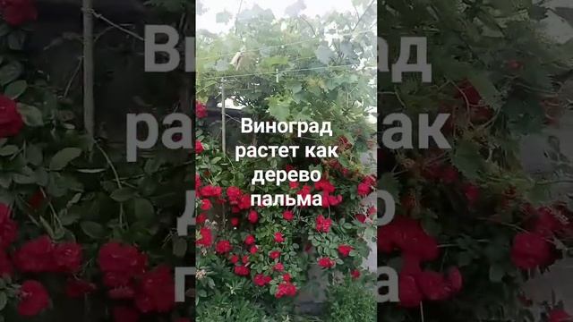 Виноград растет как дерево пальма