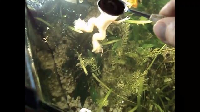 Мой аквариумный питомец лягушка Масяня. Минутка позитива. смотреть онлайн